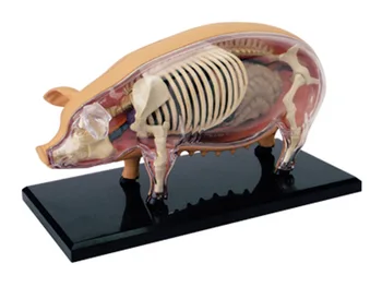 Игрушка для сборки свиньи Биология животного анатомическая модель органа медицинская обучающая модель