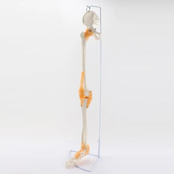 Кость нижней конечности в натуральную величину со связками, модель Лопатки, Ключицы, Большеберцовой и малоберцовой костей и Сочлененной кости стопы, включает подставку
